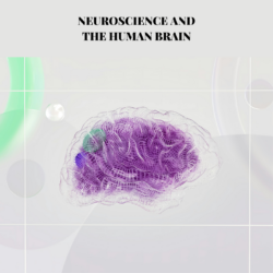 MyCoachingToolkit - Neuroscience and the Human Brain